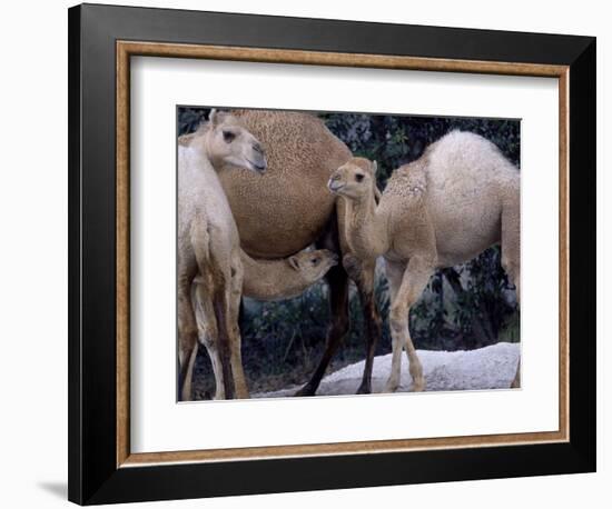 Camels-Henry Horenstein-Framed Photographic Print