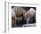 Camels-Henry Horenstein-Framed Photographic Print