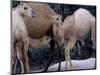 Camels-Henry Horenstein-Mounted Photographic Print