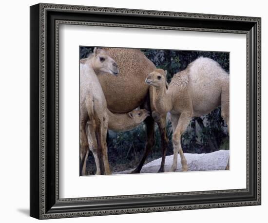 Camels-Henry Horenstein-Framed Photographic Print