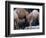 Camels-Henry Horenstein-Framed Photographic Print