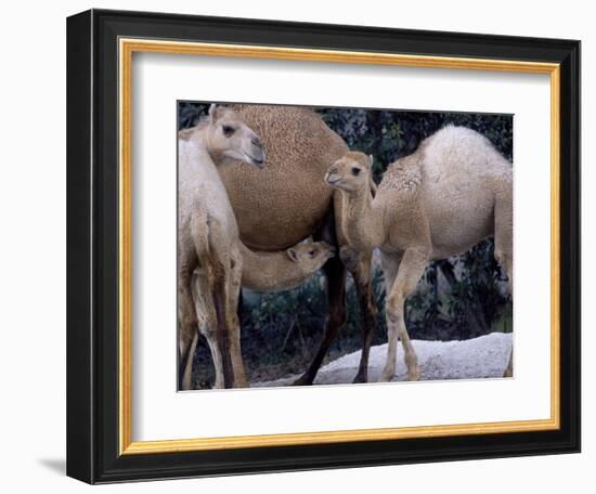 Camels-Henry Horenstein-Framed Photographic Print