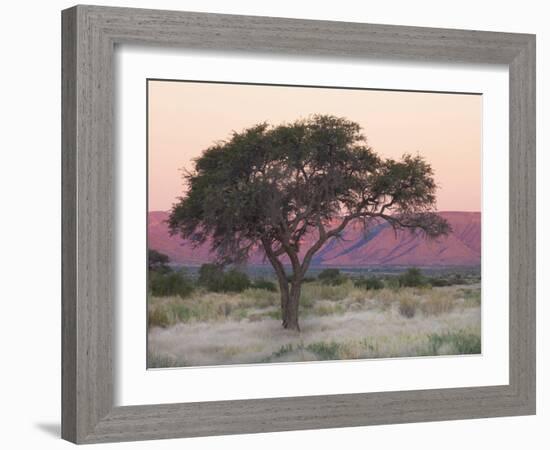 Camelthorn Tree Against Sandstone Mountains Lit by the Last Rays of Light from the Setting Sun-Lee Frost-Framed Photographic Print