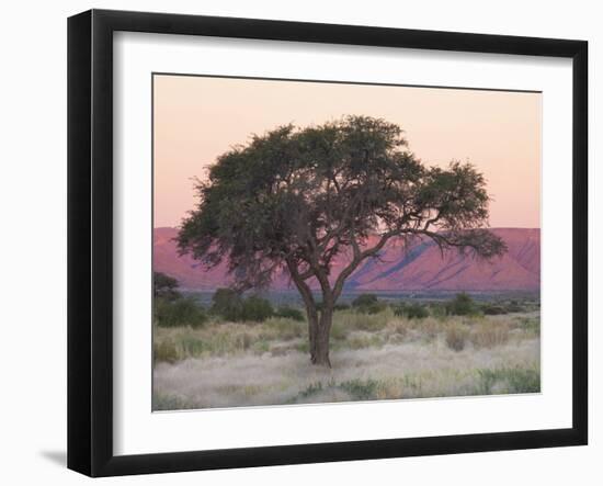 Camelthorn Tree Against Sandstone Mountains Lit by the Last Rays of Light from the Setting Sun-Lee Frost-Framed Photographic Print