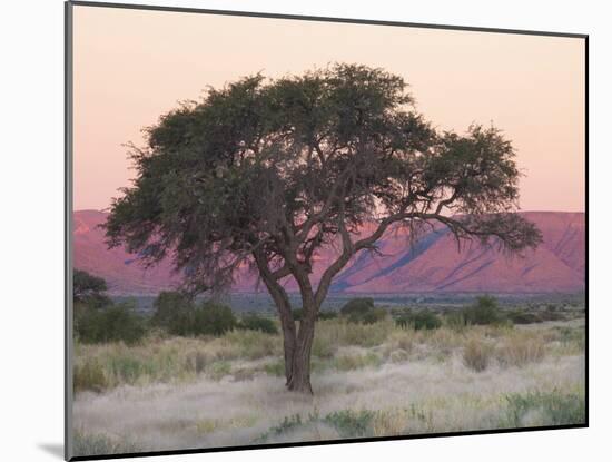 Camelthorn Tree Against Sandstone Mountains Lit by the Last Rays of Light from the Setting Sun-Lee Frost-Mounted Photographic Print
