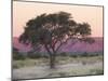 Camelthorn Tree Against Sandstone Mountains Lit by the Last Rays of Light from the Setting Sun-Lee Frost-Mounted Photographic Print