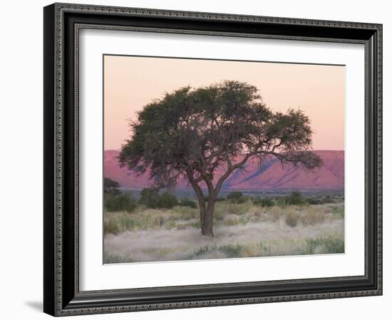Camelthorn Tree Against Sandstone Mountains Lit by the Last Rays of Light from the Setting Sun-Lee Frost-Framed Photographic Print