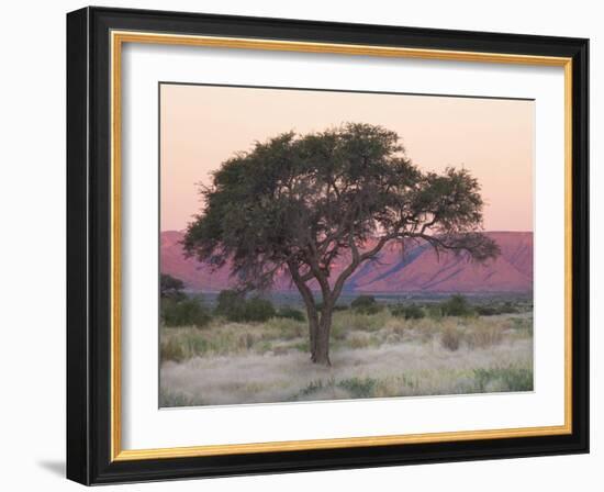 Camelthorn Tree Against Sandstone Mountains Lit by the Last Rays of Light from the Setting Sun-Lee Frost-Framed Photographic Print