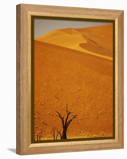 Camelthorn Trees Below Sand Dunes-Stuart Westmorland-Framed Premier Image Canvas