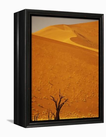 Camelthorn Trees Below Sand Dunes-Stuart Westmorland-Framed Premier Image Canvas