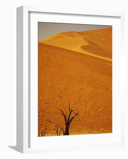 Camelthorn Trees Below Sand Dunes-Stuart Westmorland-Framed Photographic Print