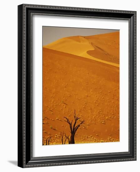 Camelthorn Trees Below Sand Dunes-Stuart Westmorland-Framed Photographic Print