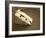 Camembert Cheese Stuffed with Truffles at La Truffe De Ventoux Truffle Farm, Vaucluse, Rhone-Per Karlsson-Framed Photographic Print