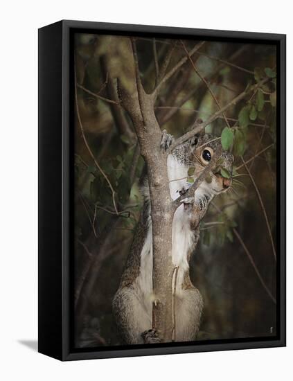 Camera Shy Squirrel-Jai Johnson-Framed Premier Image Canvas