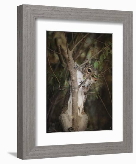 Camera Shy Squirrel-Jai Johnson-Framed Giclee Print