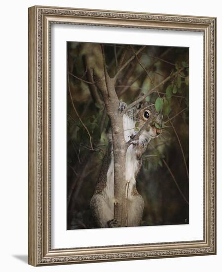 Camera Shy Squirrel-Jai Johnson-Framed Giclee Print