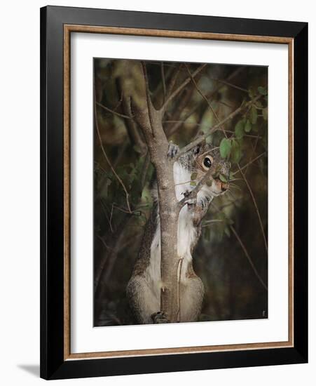 Camera Shy Squirrel-Jai Johnson-Framed Giclee Print