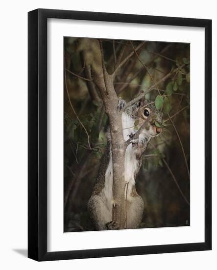 Camera Shy Squirrel-Jai Johnson-Framed Giclee Print