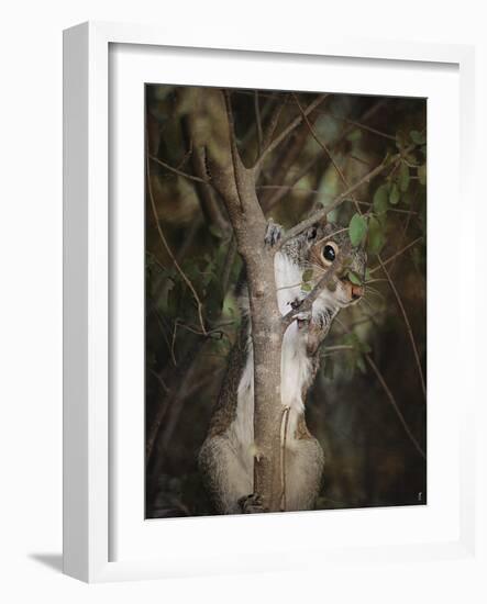 Camera Shy Squirrel-Jai Johnson-Framed Giclee Print