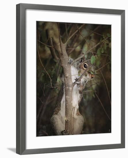 Camera Shy Squirrel-Jai Johnson-Framed Giclee Print