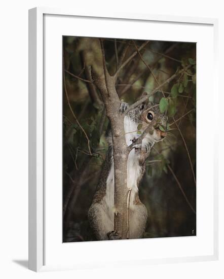 Camera Shy Squirrel-Jai Johnson-Framed Giclee Print