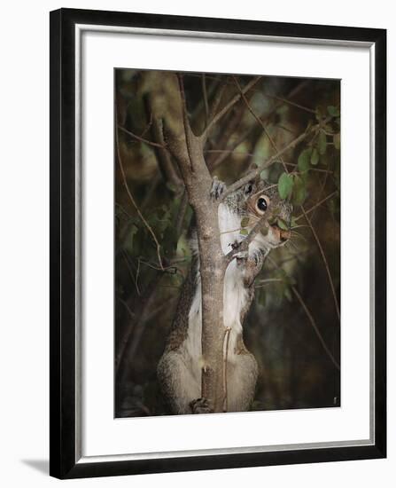 Camera Shy Squirrel-Jai Johnson-Framed Giclee Print