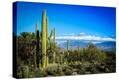 Stretched Canvas Print