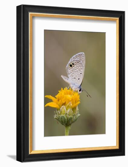 Cameron County, Texas. Ceraunus Blue Butterfly Nectaring on Daisy-Larry Ditto-Framed Photographic Print