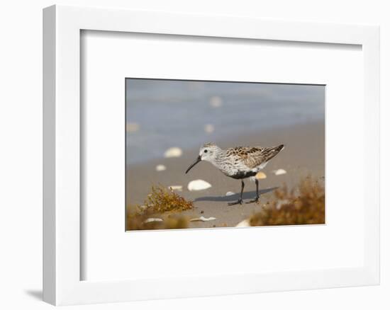 Cameron County, Texas. Dunlin Feeding on Beach During Spring Migration-Larry Ditto-Framed Photographic Print