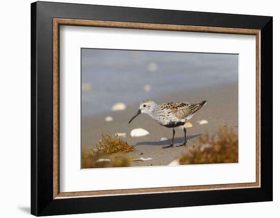 Cameron County, Texas. Dunlin Feeding on Beach During Spring Migration-Larry Ditto-Framed Photographic Print