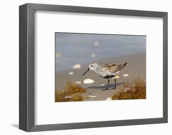 Cameron County, Texas. Dunlin Feeding on Beach During Spring Migration-Larry Ditto-Framed Photographic Print