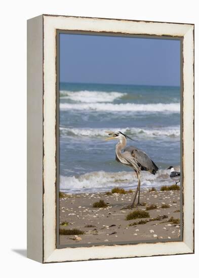 Cameron County, Texas. Great Blue Heron, Ardea Herodias, Feeding-Larry Ditto-Framed Premier Image Canvas