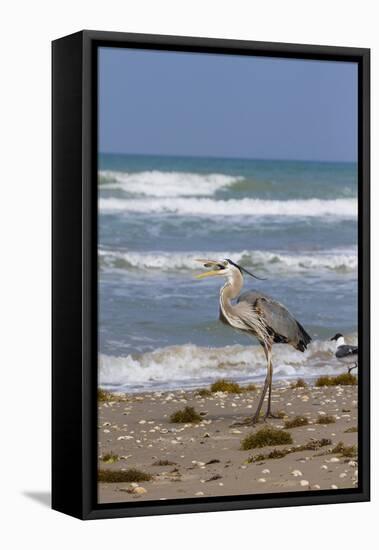 Cameron County, Texas. Great Blue Heron, Ardea Herodias, Feeding-Larry Ditto-Framed Premier Image Canvas