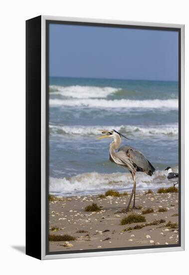 Cameron County, Texas. Great Blue Heron, Ardea Herodias, Feeding-Larry Ditto-Framed Premier Image Canvas