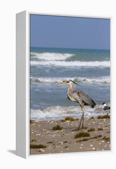 Cameron County, Texas. Great Blue Heron, Ardea Herodias, Feeding-Larry Ditto-Framed Premier Image Canvas