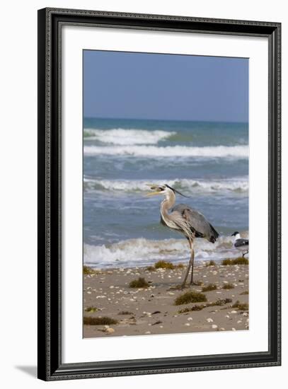 Cameron County, Texas. Great Blue Heron, Ardea Herodias, Feeding-Larry Ditto-Framed Photographic Print