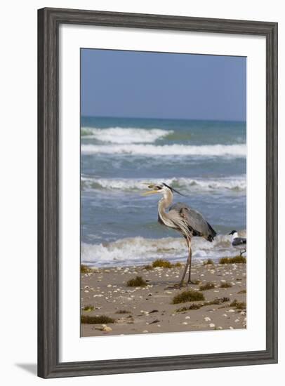 Cameron County, Texas. Great Blue Heron, Ardea Herodias, Feeding-Larry Ditto-Framed Photographic Print