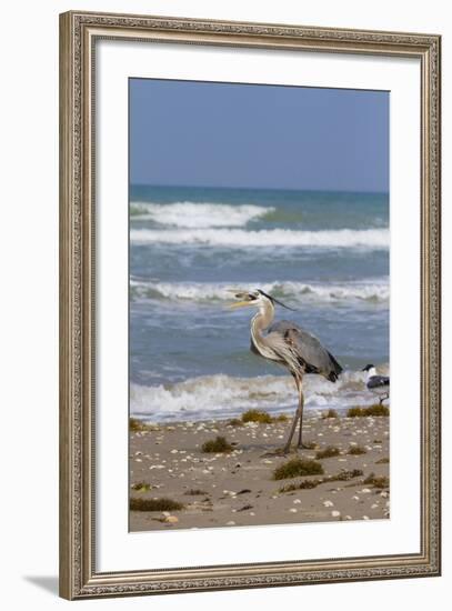 Cameron County, Texas. Great Blue Heron, Ardea Herodias, Feeding-Larry Ditto-Framed Photographic Print