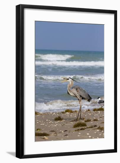 Cameron County, Texas. Great Blue Heron, Ardea Herodias, Feeding-Larry Ditto-Framed Photographic Print