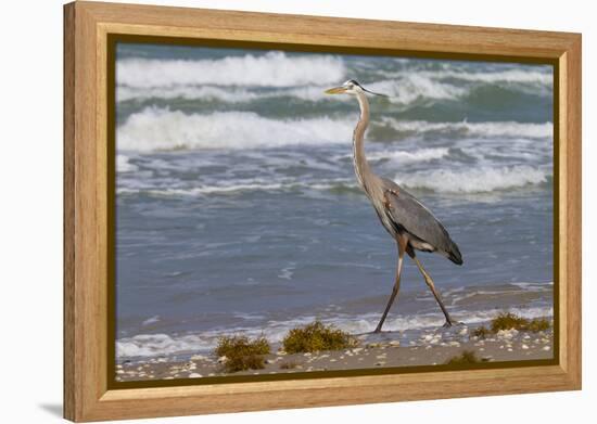 Cameron County, Texas. Great Blue Heron, Ardea Herodias, Feeding-Larry Ditto-Framed Premier Image Canvas