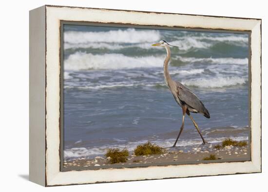 Cameron County, Texas. Great Blue Heron, Ardea Herodias, Feeding-Larry Ditto-Framed Premier Image Canvas