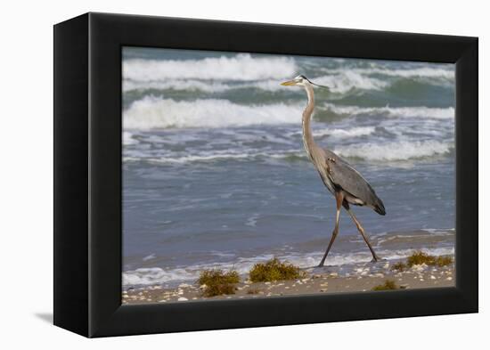 Cameron County, Texas. Great Blue Heron, Ardea Herodias, Feeding-Larry Ditto-Framed Premier Image Canvas