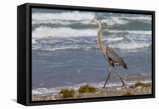 Cameron County, Texas. Great Blue Heron, Ardea Herodias, Feeding-Larry Ditto-Framed Premier Image Canvas