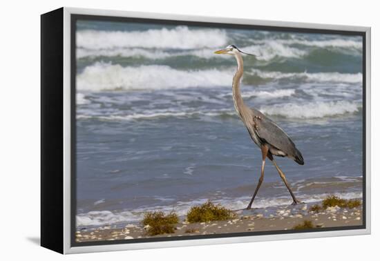 Cameron County, Texas. Great Blue Heron, Ardea Herodias, Feeding-Larry Ditto-Framed Premier Image Canvas