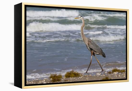 Cameron County, Texas. Great Blue Heron, Ardea Herodias, Feeding-Larry Ditto-Framed Premier Image Canvas