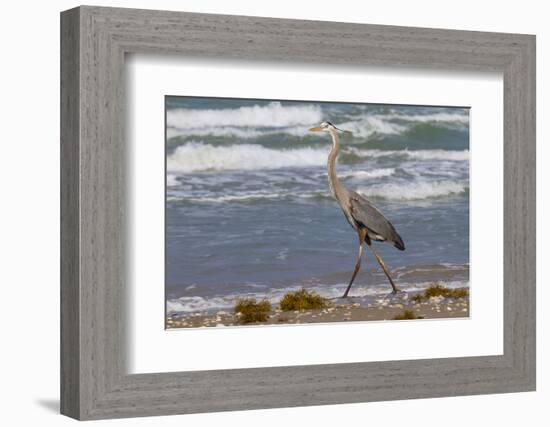 Cameron County, Texas. Great Blue Heron, Ardea Herodias, Feeding-Larry Ditto-Framed Photographic Print