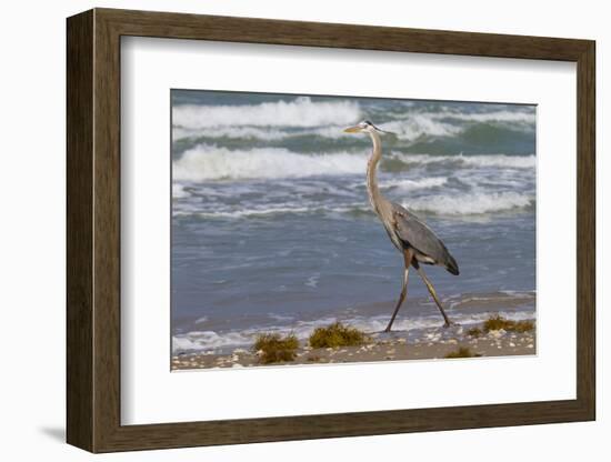 Cameron County, Texas. Great Blue Heron, Ardea Herodias, Feeding-Larry Ditto-Framed Photographic Print