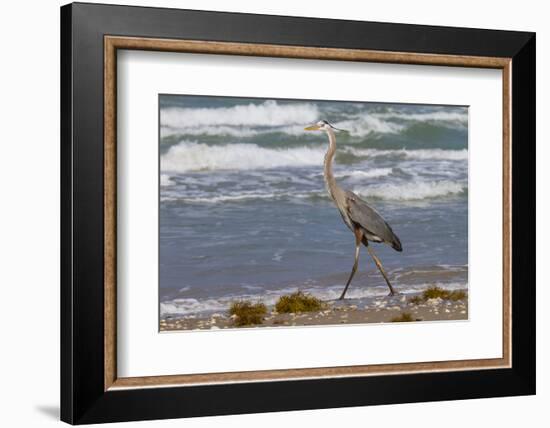 Cameron County, Texas. Great Blue Heron, Ardea Herodias, Feeding-Larry Ditto-Framed Photographic Print