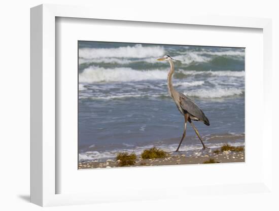 Cameron County, Texas. Great Blue Heron, Ardea Herodias, Feeding-Larry Ditto-Framed Photographic Print