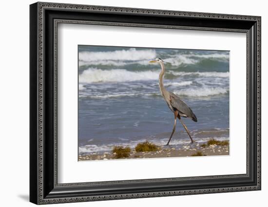 Cameron County, Texas. Great Blue Heron, Ardea Herodias, Feeding-Larry Ditto-Framed Photographic Print